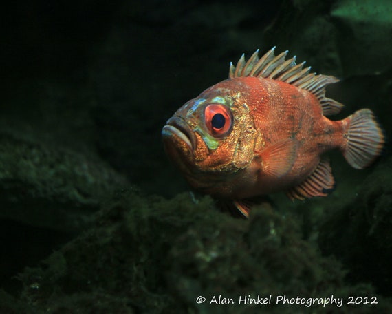 An Orange Fish with Big Eyes and fins extended by AlanHinkelPhotos