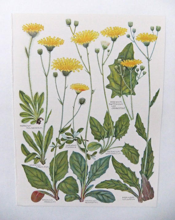 Botanical Drawings two vintage flower by PeonyandThistlePaper