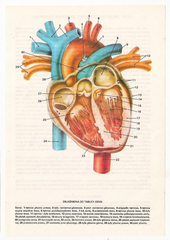 Anatomisch korrektes Herz Anatomie Poster von FromEuropeWithLove