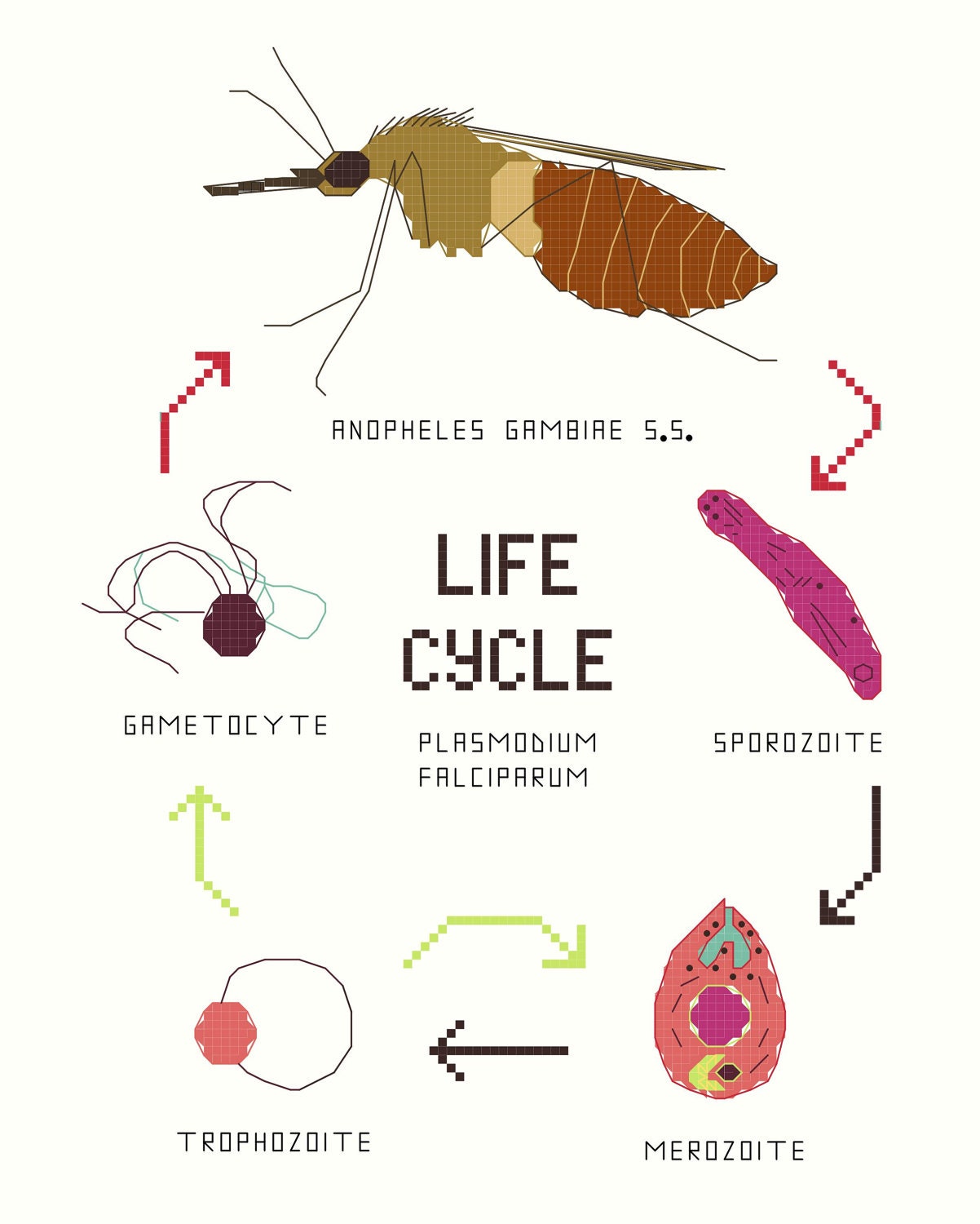 Cross Stitch Pattern Set Malaria Life Cycle