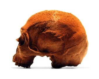 100% Chocolate Skulls, Anatomically Correct Chocolate Skulls
