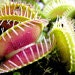 Necromorphia