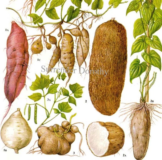 Sweet Potato Yam Vegetable Plant Flowers Food Chart Vegetable