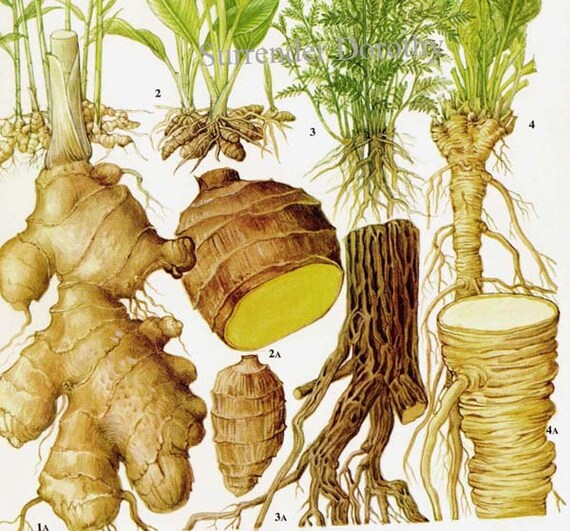 Ginger Turmeric Licorice Horseradish Chart Root Vegetable Food