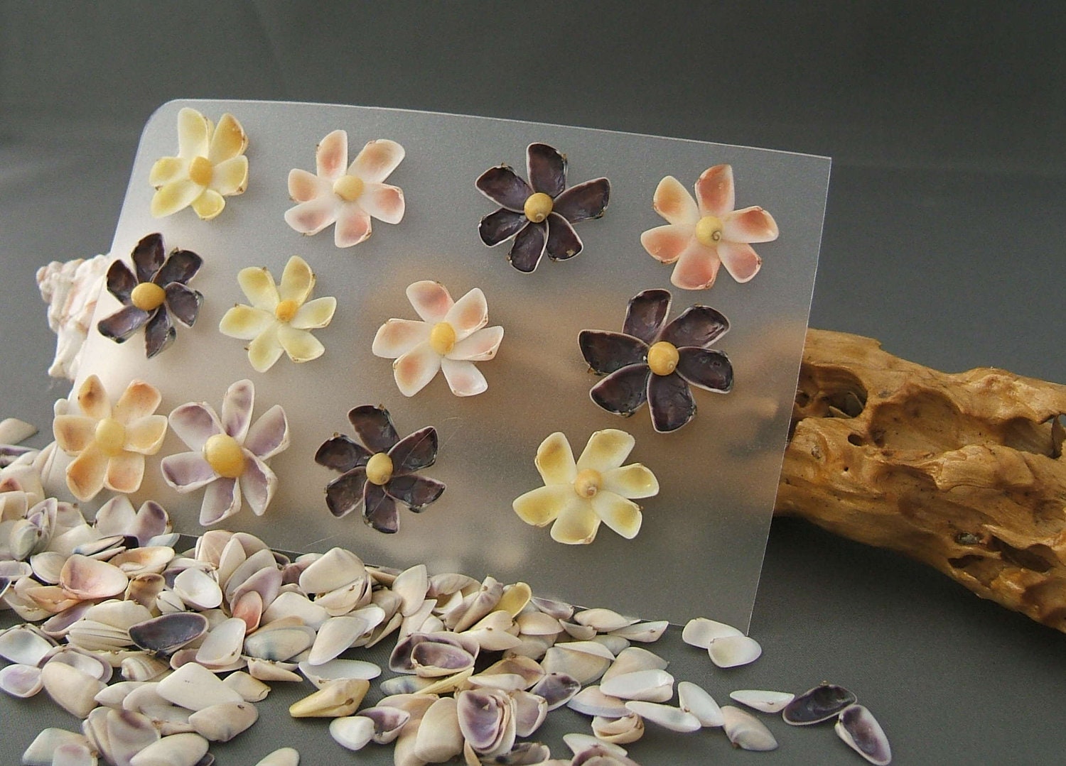 Seashell Flowers Set of 12 handmade Couquina Shell Flowers