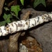 4 rustic beads white birch bark - tree log tube style beads handformed artisan made stoneware ceramic
