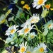 Giclée Flower Butterfly Daisy Daisies Floral Garden Art of a watercolor painting