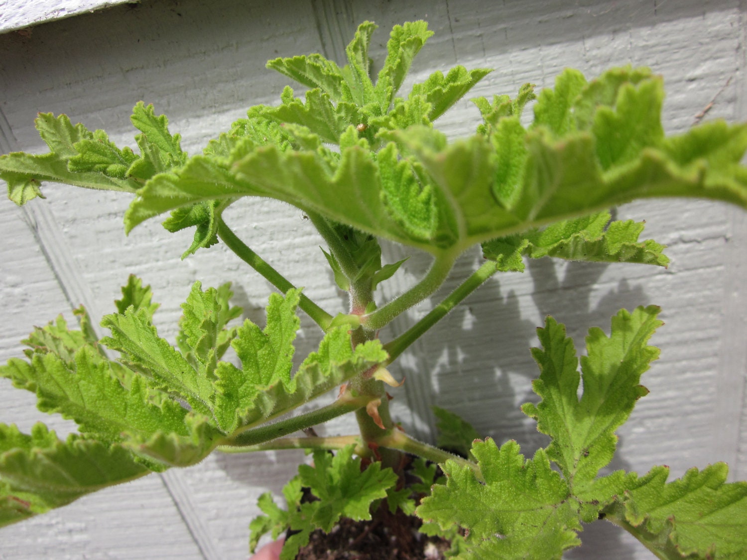 Lemon Balm Scented Geranium Plant