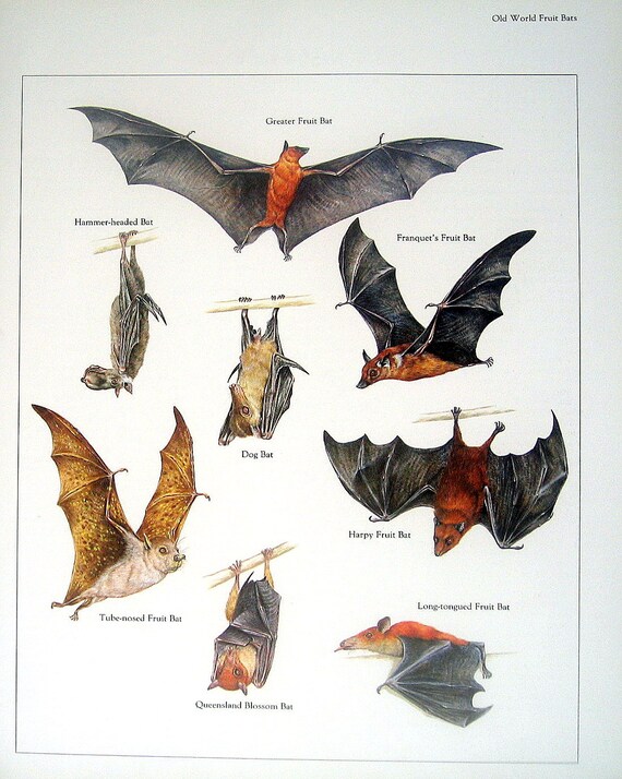 Old World Fruit Bats Vintage 1984 Animals By Mysunshinevintage