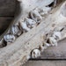 vintage pig skull // wired for wall hanging