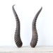 Pair of Gazelle Horns