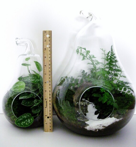 Terrarium Set 2 Pear Shaped Glass Jars with Live Plants
