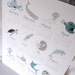 2013 Deep Sea Calendar Print - Eco-Friendly 8x10 Size