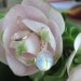 Rainbow Moonstone and Yellow Gold Spectacle-Set Earrings, Ready to Ship