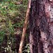 Walking stick, 54" maple wood hiking companion