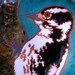 Female Downy Woodpecker tile, arts and crafts style, great detail, gift for birder, kitchen,bath,fireplace surround or framed