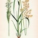 1923 Antique Chromolithograph of Fodder and Pasture Plants. Yellow Oat Grass