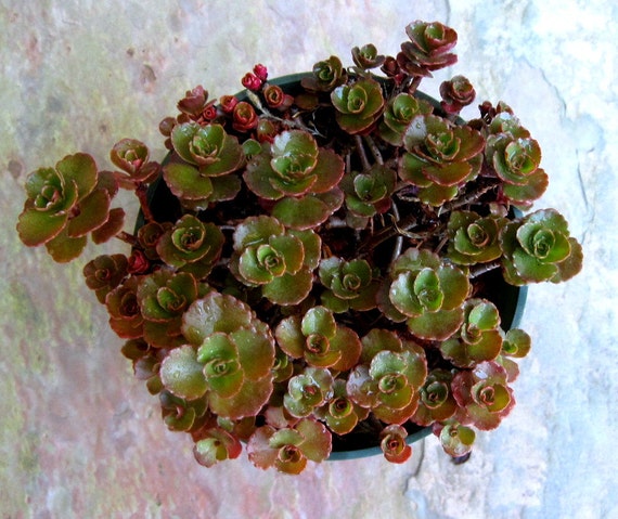 Items similar to Sedum spurium 'Dragons Blood' - Succulent Plant ...