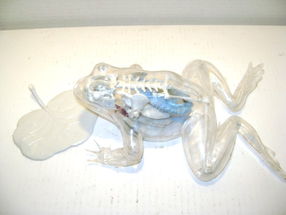 frog dissection kits