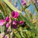 Pink Sweet Pea Seeds - Naturally Grown Wild Flower Seeds for your Country Garden