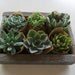 Succulent Centerpiece, Rustic, Great For Weddings, Cocktail Parties And Other Special Events, Housewarming Gift