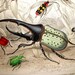 ANTIQUE BEETLE ENGRAVING-1860s hand-colored print-Hercules, Splendid, Striped & more, vg condition