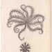 1812 sea life original antique engraving - peetinated sea star starfish