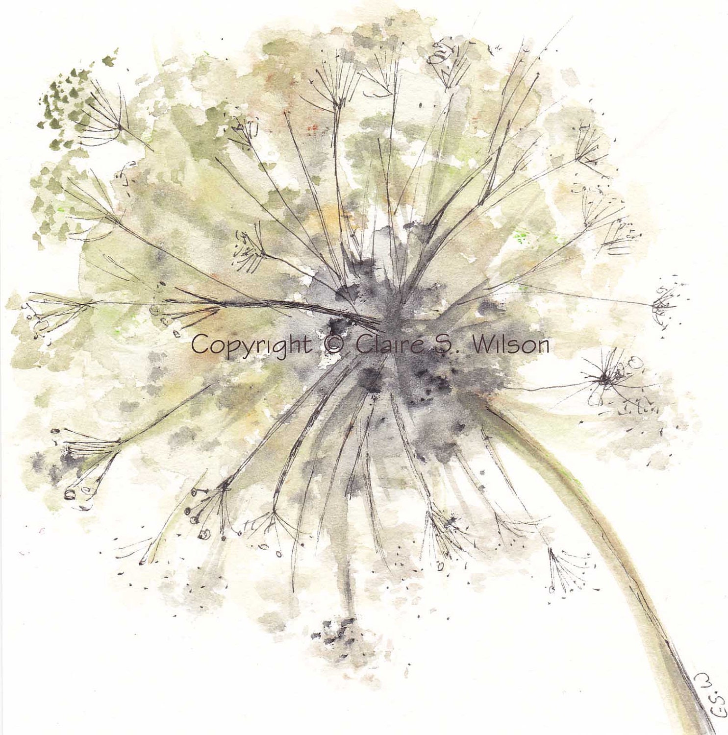 Queen Anne's Lace Original watercolor 4x4