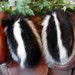 Skunk fur mittens handmade medium with red fleece liner