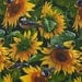 Sunflowers and Birds - Wild Wings - 1 yard - Last Available