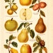 1908 Edwardian POME FRUIT print, apple, pear and quince jelly,104 years old gorgeous chromolithograph