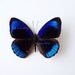 Real Butterfly Specimen, Unmounted, Ready Spread, Alcmena Purplewing