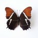 Real Butterfly Specimen, Unmounted, Ready Spread, Rusty-Tipped Page