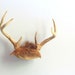 vintage deer antlers