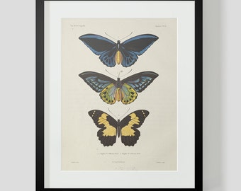 Butterfly Plate 4