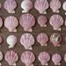 Pink Seashells - Scallop Specimens, Natural History Collection, Craft Shells - Lot of 25