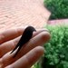 Swallow brooch