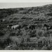 Vintage Photo "Wild Horses", Photography, Paper Ephemera, Snapshot, Old Photo, Collectibles - 0011