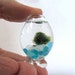 Handblown Miniature Glass Marimo Moss Ball Habitat