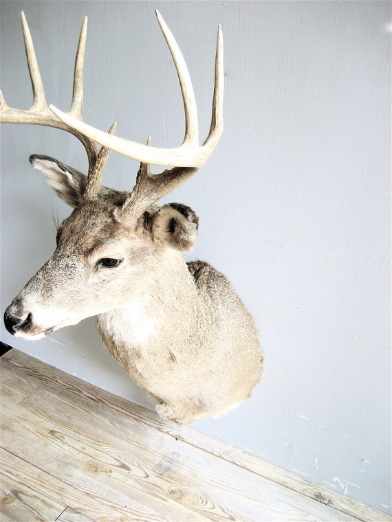 Vintage Mounted Deer Head