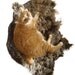 Pet Bed Mat Wool Fleece Felted Rug - Shetlandia