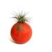 Air Plant in the Croquet Ball