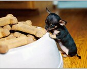4 Dog Puppy Chihuahua Dogs Puppies Greeting Notecards/ Envelopes Set 4 Dog Puppy Chihuahua Dogs Puppies Greeting Notecards/ Envelopes Set