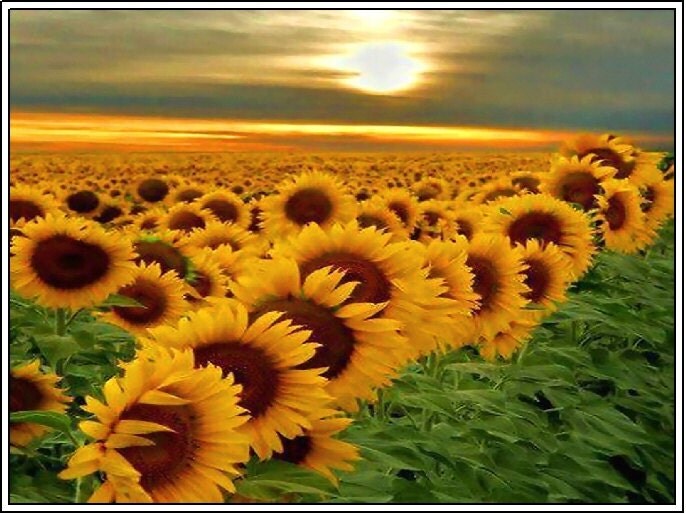 4 Autumn Halloween Scenic Sunflowers flowers Greeting