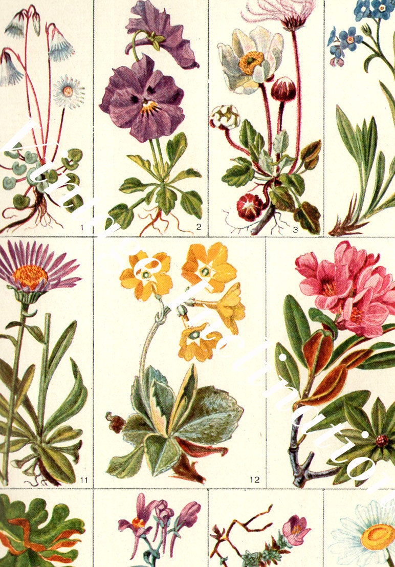 Antique Print ALPINE Flowers Chart 1920s LARGE beautiful