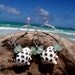 Hawaiian Aqua Beach Glass Surrouding Matching Beautiful Hawaiian Drupe Shells on Silver Plated Circular Wire Small Hoop Earrings