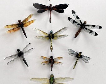 Dragonfly Magnets,Clear wings, Set of 9, Insects, Kitchen Decor, Home Decor, Refrigerator Magnets Multi Color