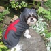 Renaissance/Medieval Knight Halloween Pet/Dog Costume size Medium