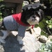 The Frenchman Cute Halloween Dog Costume size xx-small- large