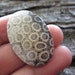 Gorgeous Oval Fossil Coral cabochon, Natural cabochon, jewelry supplies S1579